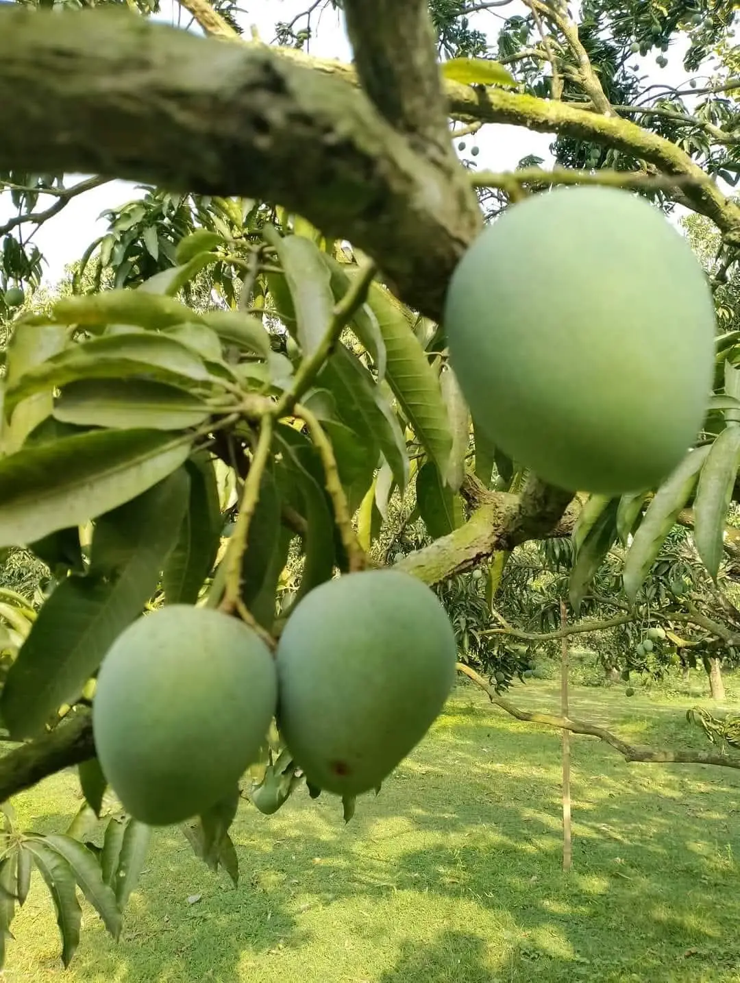 WhatsApp Image 2025-05-12 at 7.31.52 PM (1)