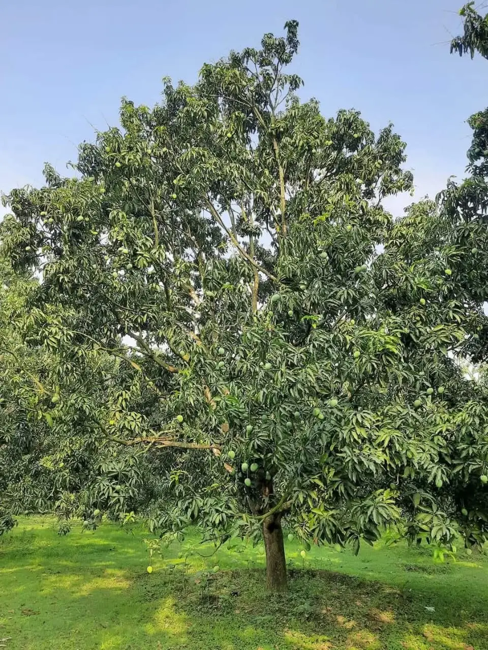 WhatsApp Image 2025-05-12 at 7.31.52 PM