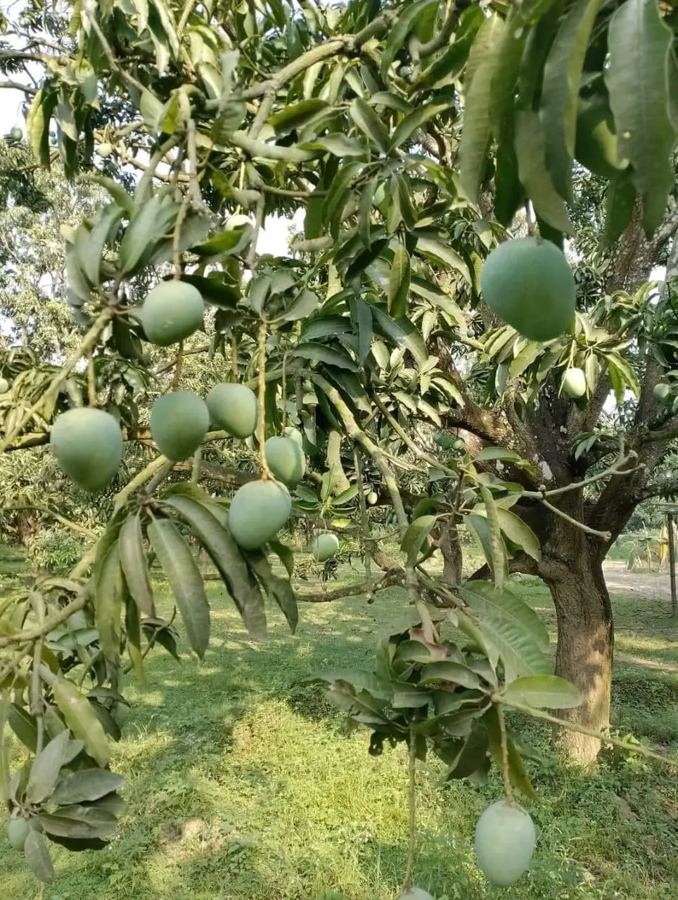 WhatsApp Image 2025-05-12 at 7.31.53 PM